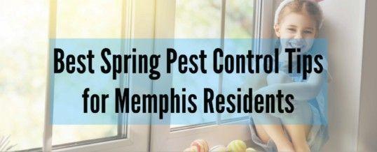 Memphis Yellow Jackets Logo - Spring Pest Prevention Tips for Memphis Homeowners