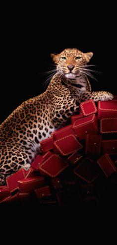 Cartier Panther Logo - best Cartier image. Jewelry, Jewels and Cartier