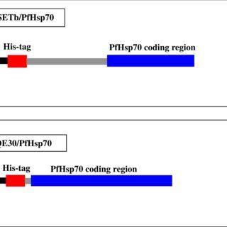 Map Tag Logo - 1: Feature Maps of pRSETb/PfHsp70 and pQE30/PfHSp70 Plasmids. (A ...