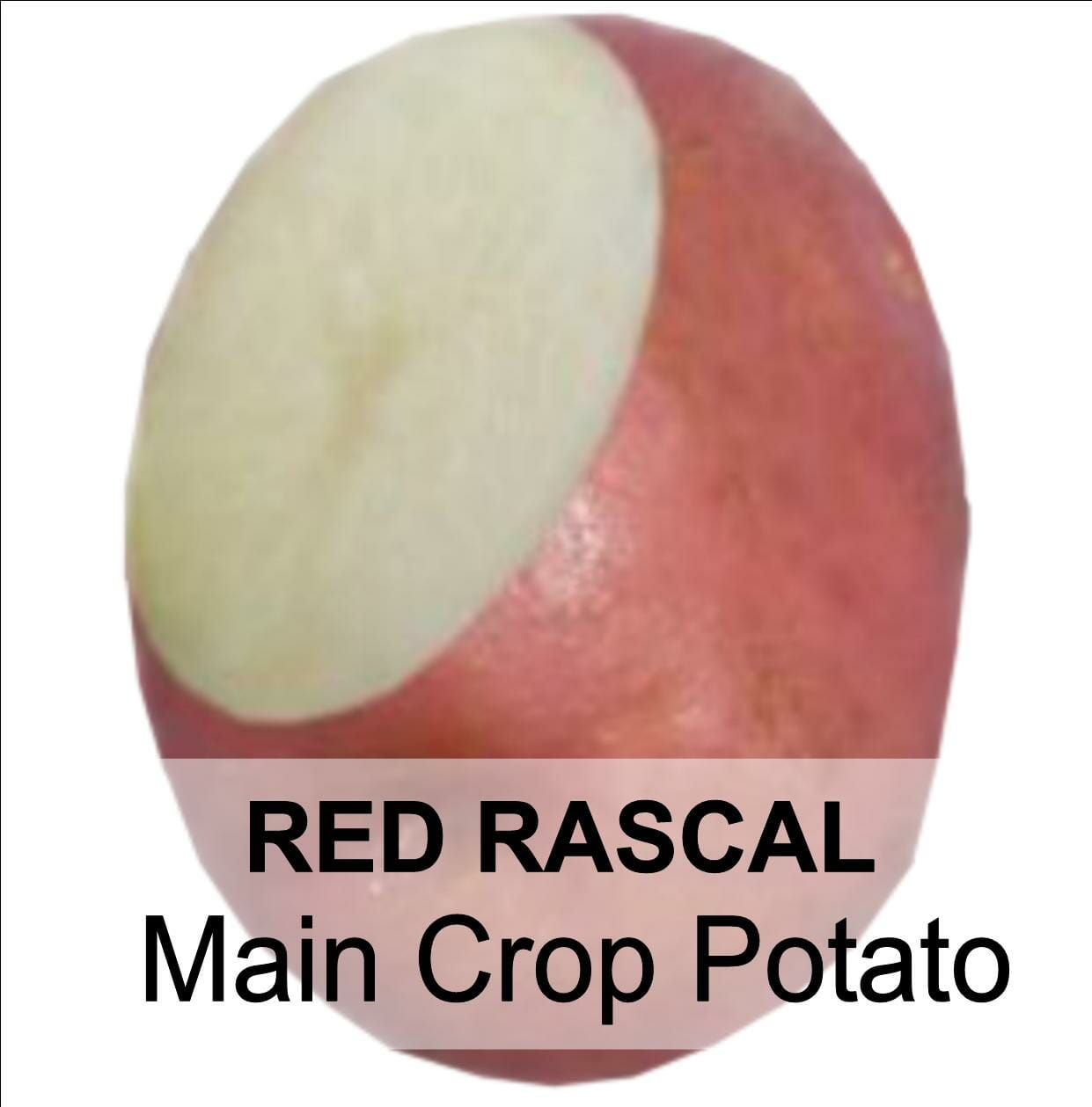 Red Potatoes Logo - RED RASCAL