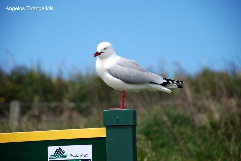 Silver Bird Red Banner Logo - Silver Gull (Larus novaehollandiae) perching on a banner | the ...