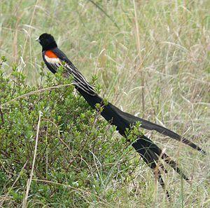 Green Tail and Red Wing Logo - Long Tailed Widowbird