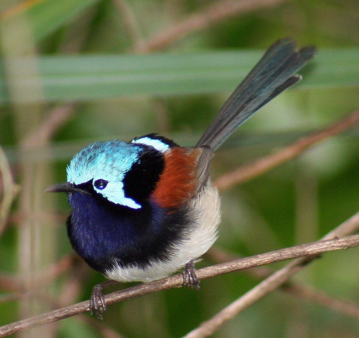 Green Tail and Red Wing Logo - Red-winged fairywren