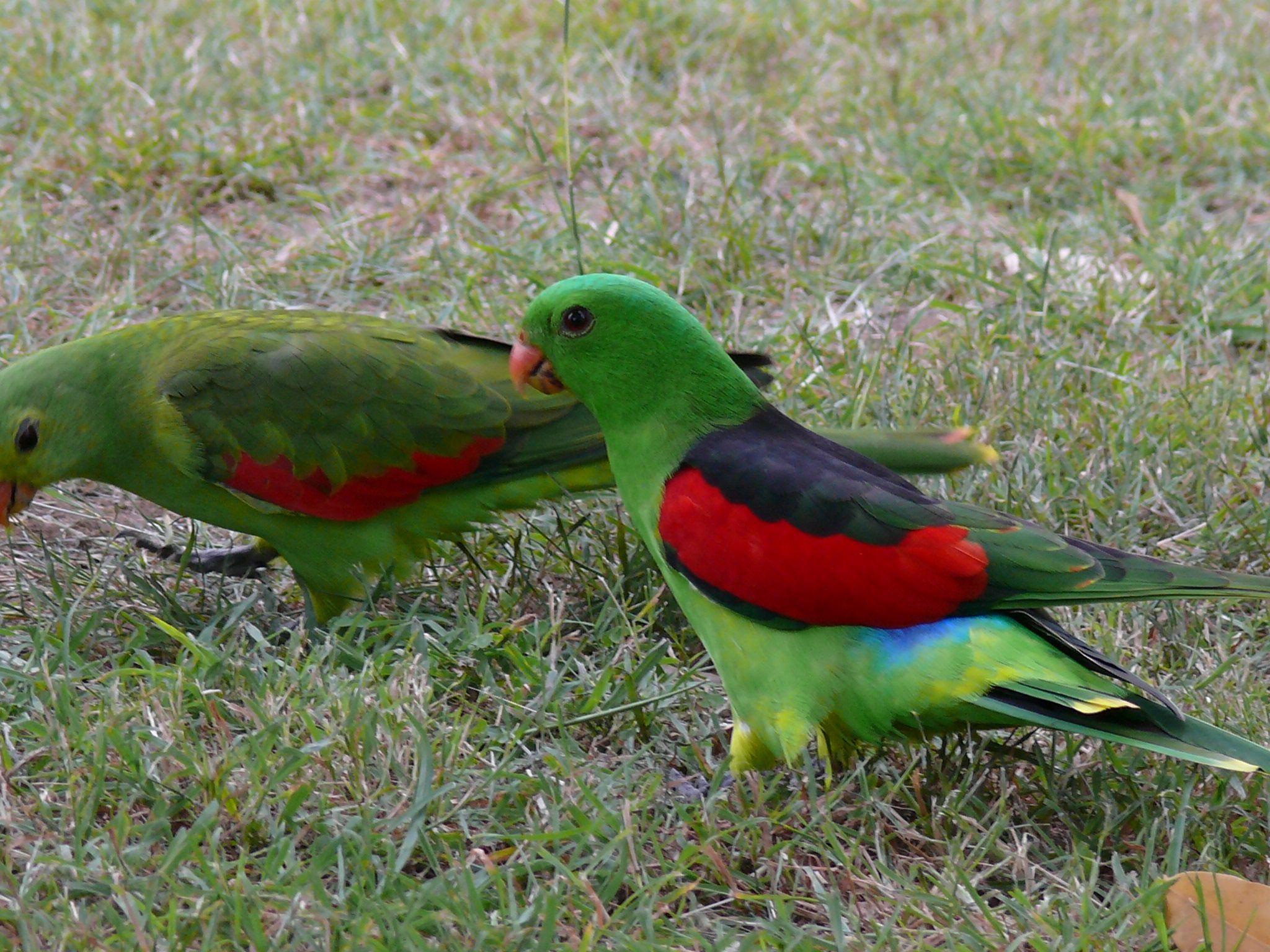 Green Tail and Red Wing Logo - Red Winged Parrot
