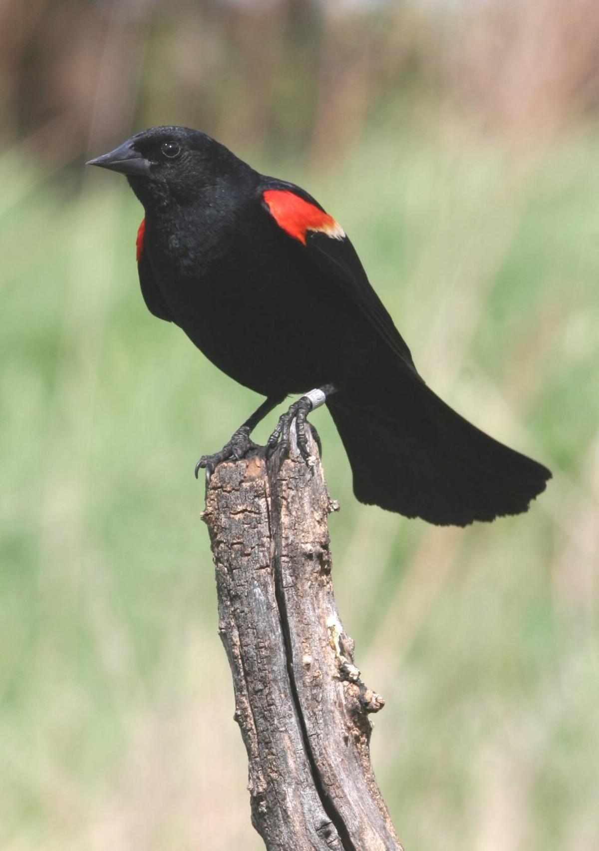 Green Tail and Red Wing Logo - Secret Lives Of The Red Winged Blackbird