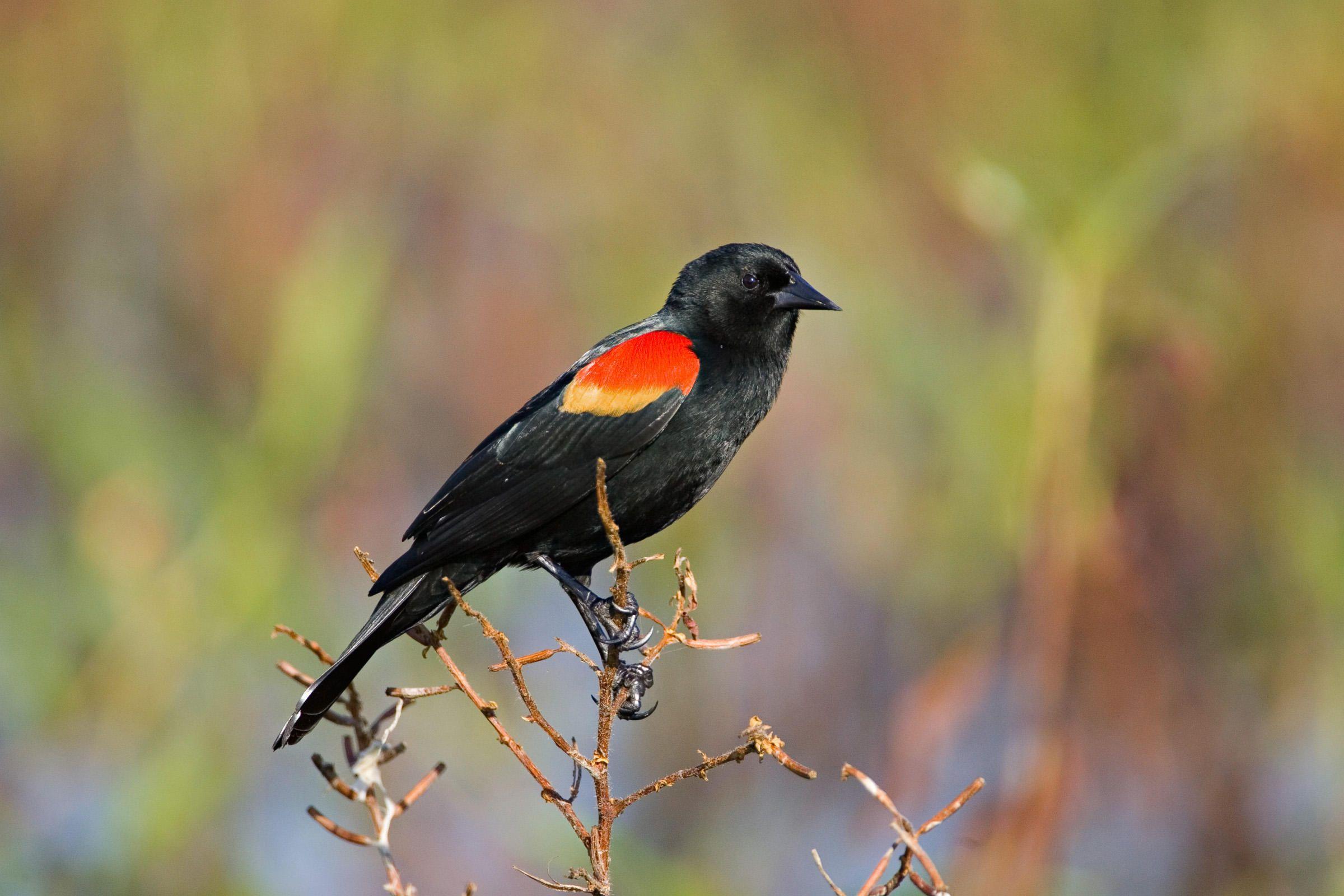 Green Tail and Red Wing Logo - Red Winged Blackbird. Audubon Field Guide