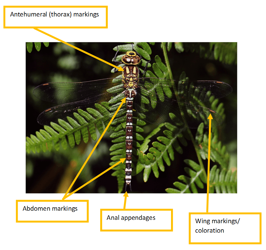Green Tail and Red Wing Logo - Dragonfly and Damselfly Identification Help | british-dragonflies.org.uk
