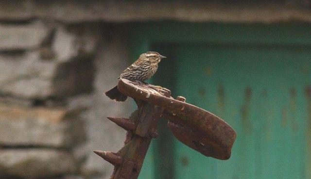 Green Tail and Red Wing Logo - Rarity finders: Red-winged Blackbird on North Ronaldsay - BirdGuides