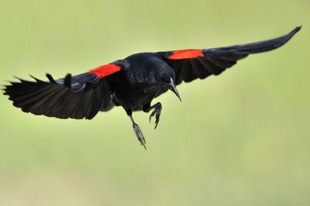 Green Tail and Red Wing Logo - When Red Winged Blackbirds Attack: What To Do Park