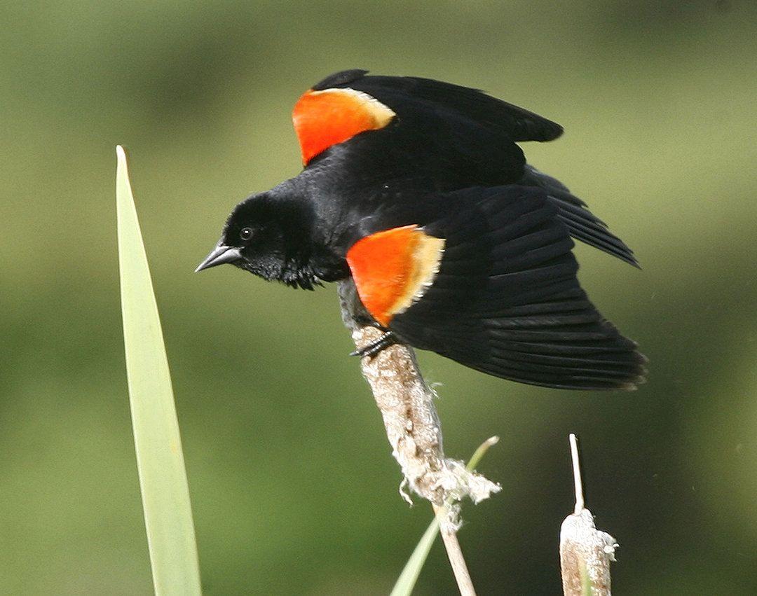 Green Tail and Red Wing Logo - Red-winged blackbirds building families in N.J.: Gloucester County ...