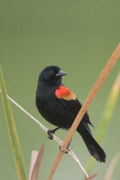 Green Tail and Red Wing Logo - Best Birds Winged Blackbird image. Beautiful birds