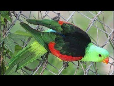 Green Tail and Red Wing Logo - red winged parrot & African Grey parrot - YouTube