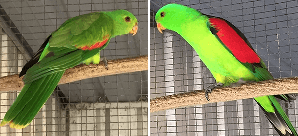 Green Tail and Red Wing Logo - The Avicultural Society of NSW (ASNSW)-winged Parrot presented