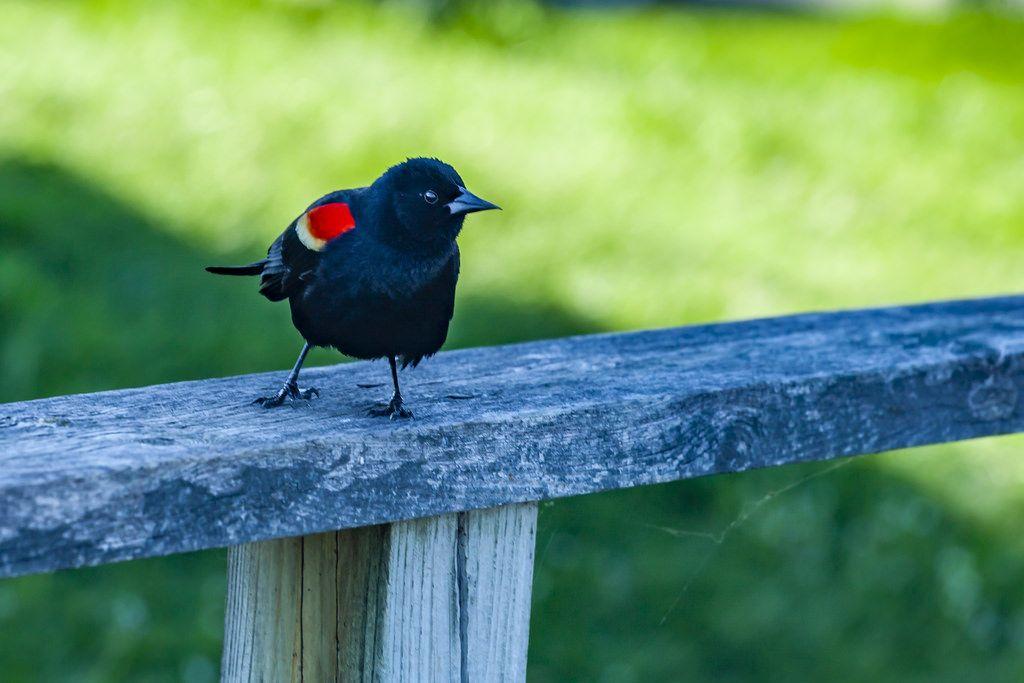 Green Tail and Red Wing Logo - Red-winged blackbird | The red-winged blackbird (Agelaius ph… | Flickr