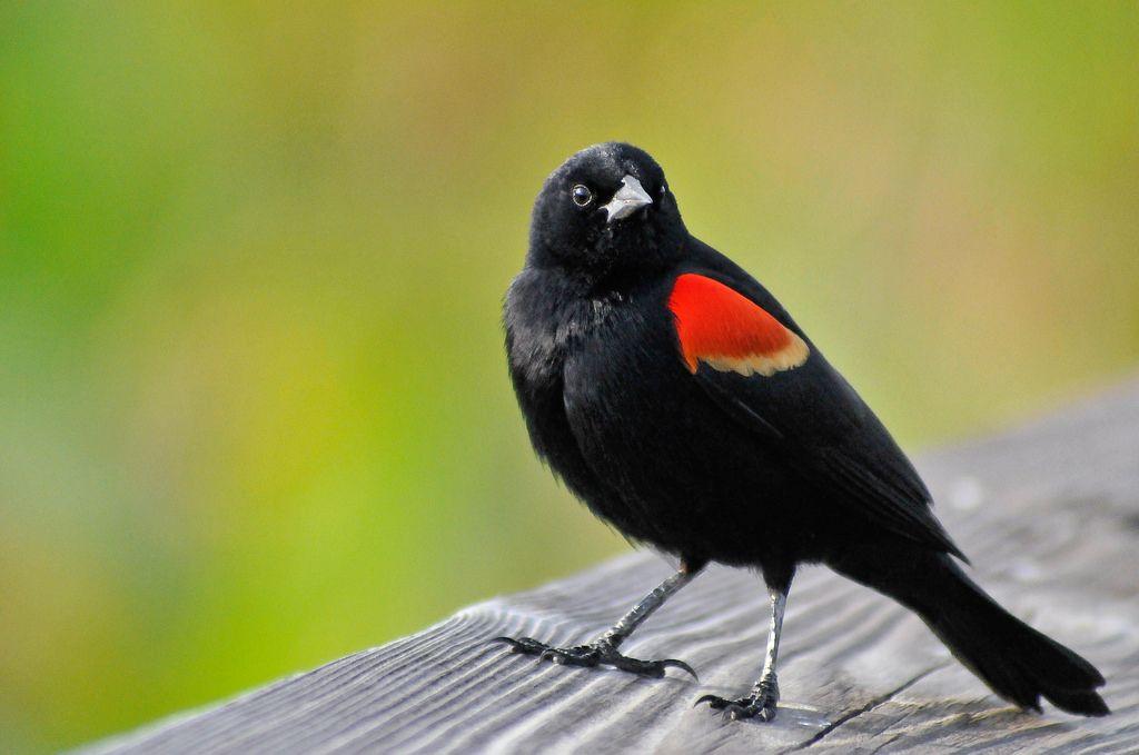 Green Tail and Red Wing Logo - Birds Of Brooklyn: Red Winged Blackbird Botanic Garden