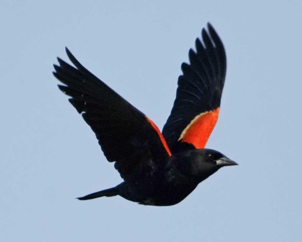 Green Tail and Red Wing Logo - Red-winged Blackbird | Audubon Field Guide