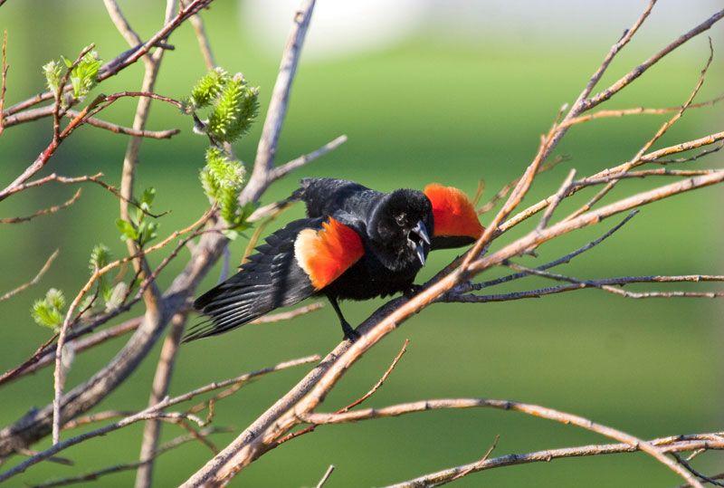 Green Tail and Red Wing Logo - Hinterland Who's Who Winged Blackbird