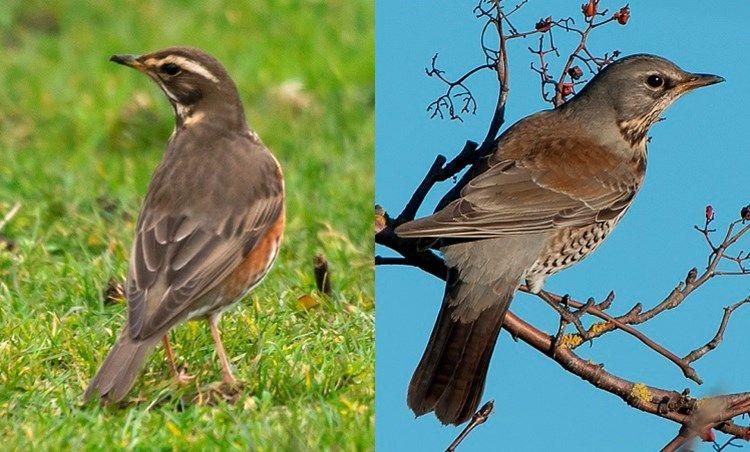 Green Tail and Red Wing Logo - Redwings and fieldfares - Woodland Trust