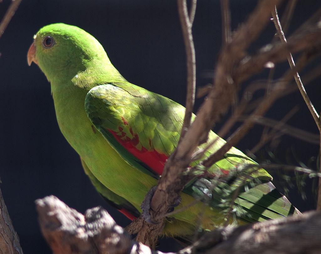 Green Tail and Red Wing Logo - Living Jungle. Red Winged Parrot