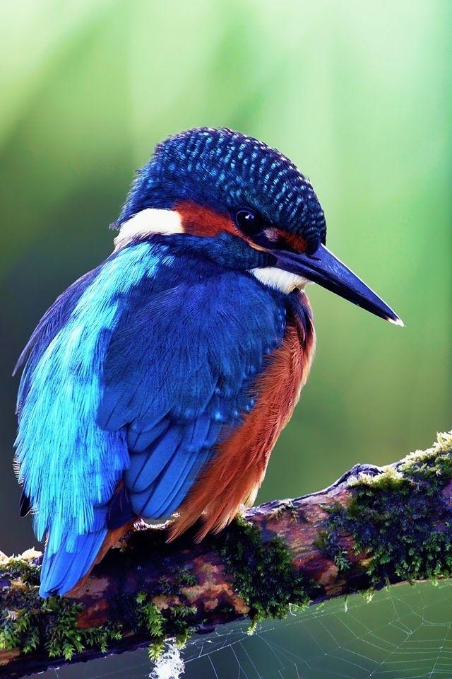 Orange and Blue Bird Logo - Red White and Blue bird, which is actually a Kingfisher. | Birds ...