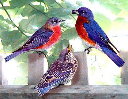 Red and Blue Bird Logo - Bluebird sialis (Linnaeus)