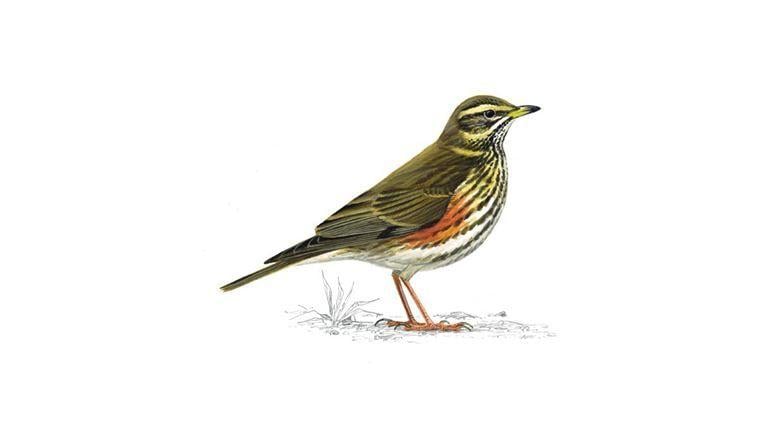Green Tail and Red Wing Logo - Redwing Bird Facts