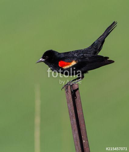 Green Tail and Red Wing Logo - Red Wing Black Bird And Royalty Free Image On Fotolia
