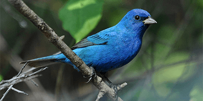 Red and Blue Bird Logo - Physics: Why Blue Dominates Red in Bird Feathers