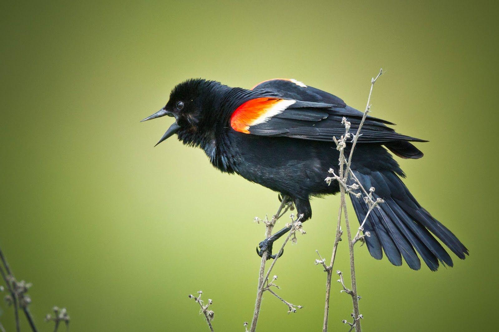 Green Tail and Red Wing Logo - Feather Tailed Stories: Red-winged Blackbird vs Red-tailed Hawk