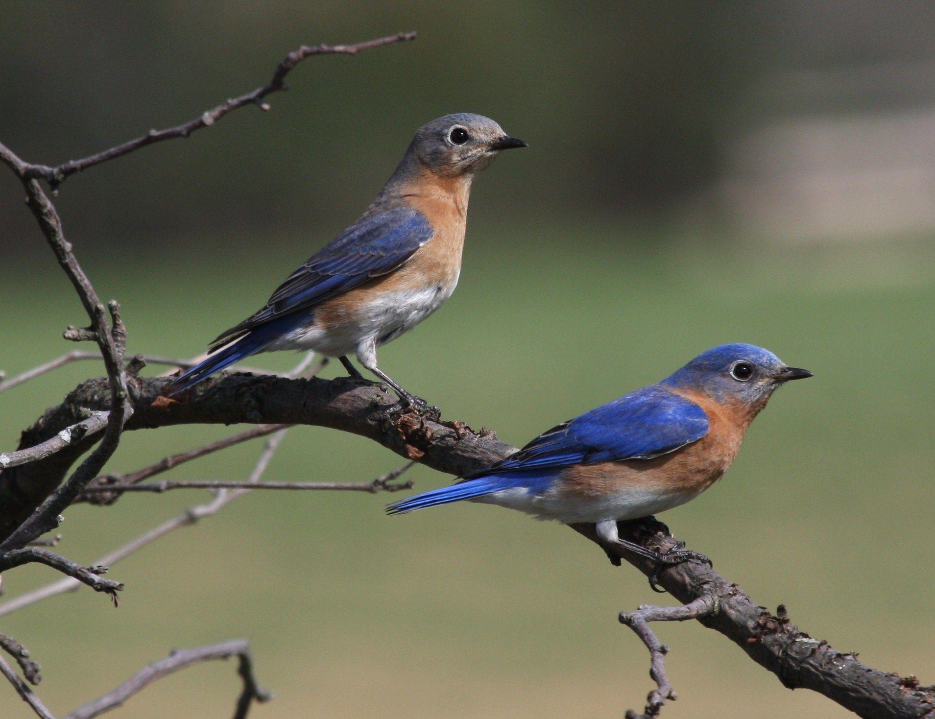 Orange and Blue Bird Logo - Eastern bluebird