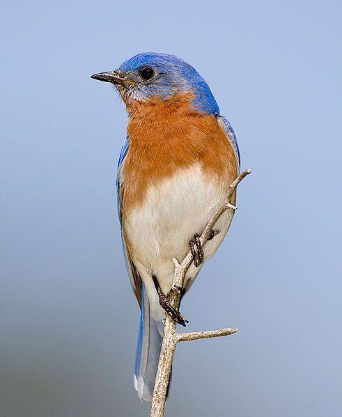 Red and Blue Bird Logo - Wild Birds Unlimited: Patriotic Red, White and Bluebird