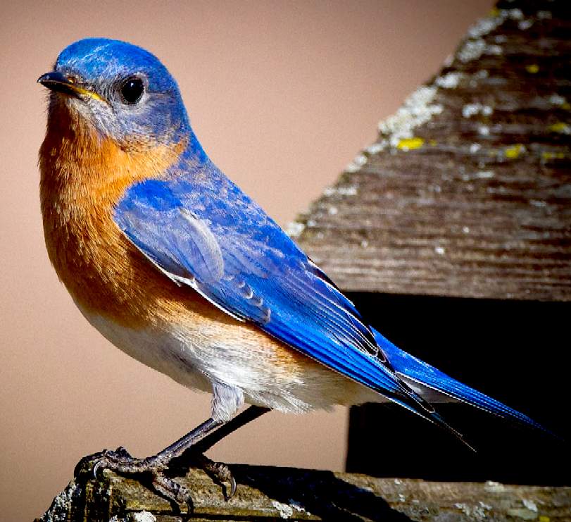 Red and Blue Bird Logo - BLUE BIRDS BLUEBIRDS ORNITHOLOGY