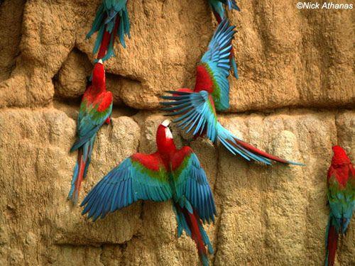 A Red N Green Bird Logo - Mystery bird: Red and green macaw, Ara chloropterus | @GrrlScientist ...