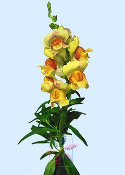 Snapdragon Flower Logo - Snapdragon Flower Information. Snapdragon Cut Flower. Flower Shop