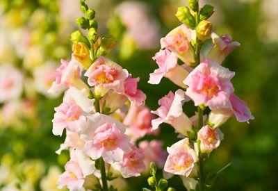 Snapdragon Flower Logo - How to Grow Snapdragons Organically