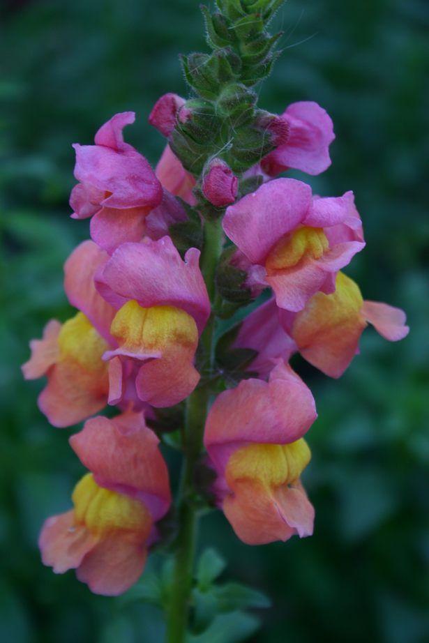 Snapdragon Flower Logo - Growing Snapdragons Flowers: A How To Guide - Gardening Channel
