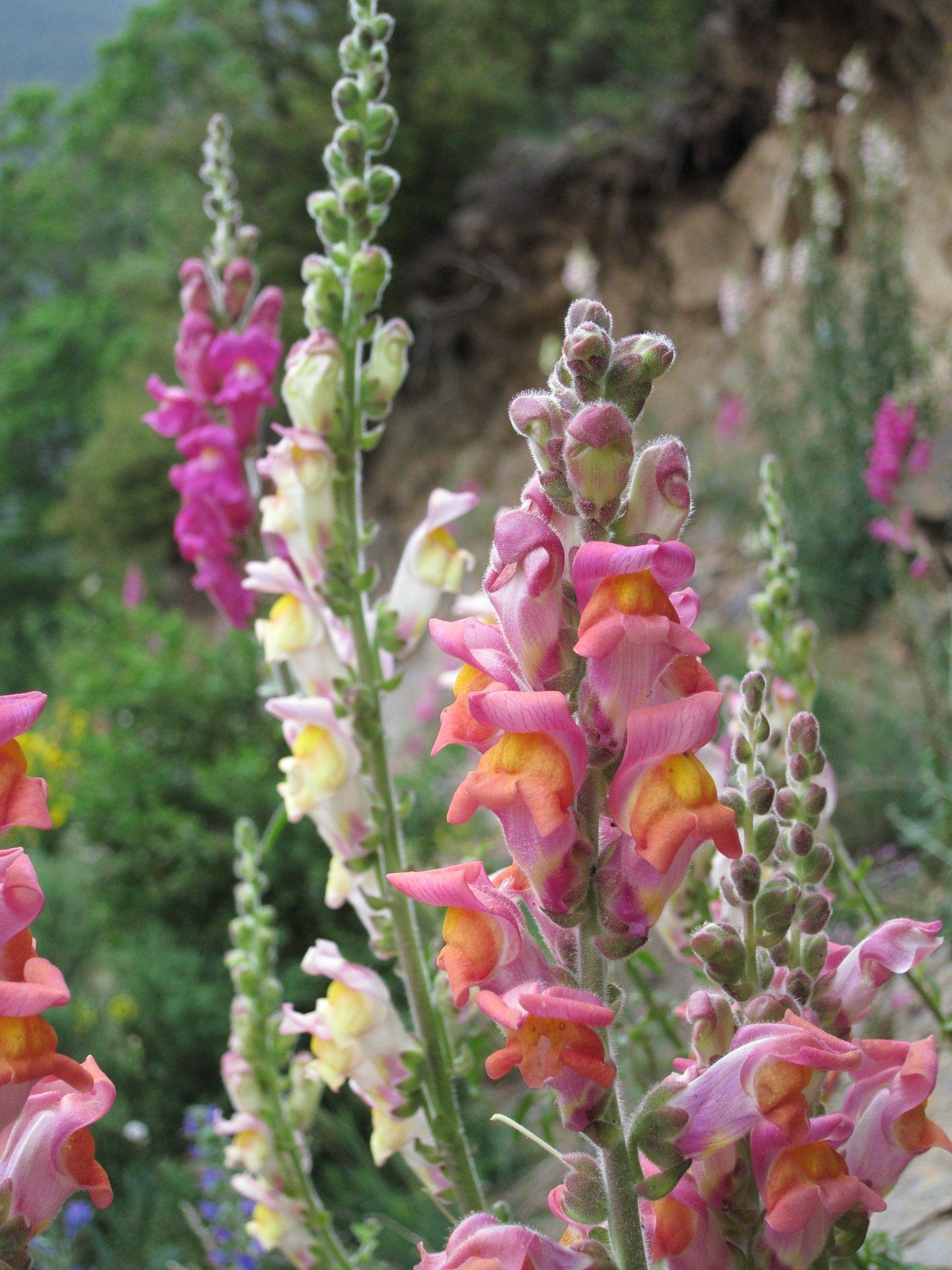 Snapdragon Flower Logo - Genes responsible for difference in flower color of snapdragons