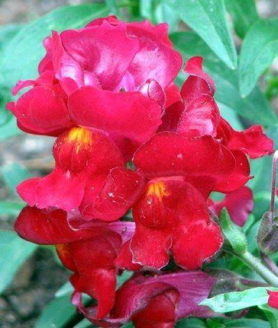 Snapdragon Flower Logo - Growing Snapdragon Flowers - How To Care For Snapdragon Plants