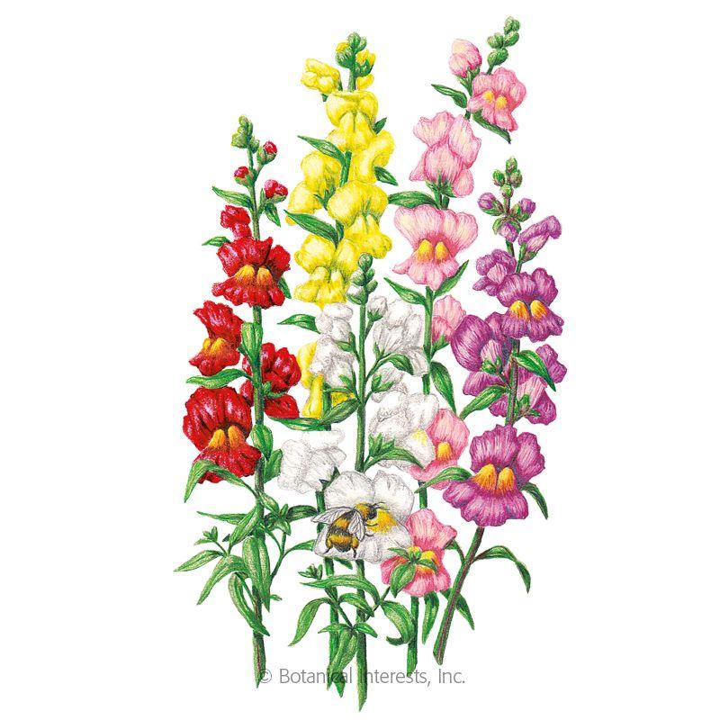 Snapdragon Flower Logo - Tall Maximum Blend Snapdragon Seeds, View All Flowers: Botanical