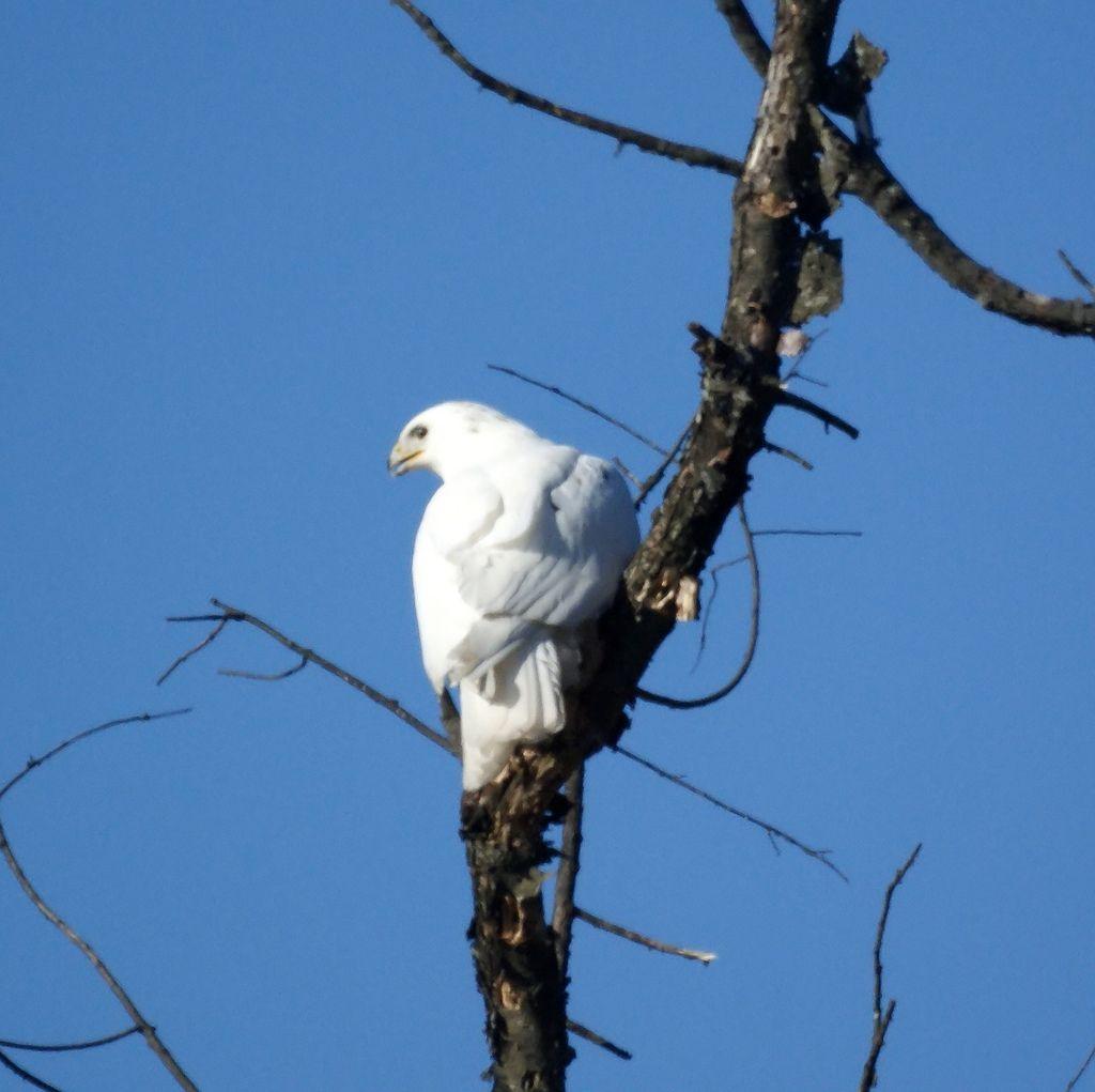 Red and White Hawk Logo - White Hawk (Leucistic Red Tailed Hawk). Taken Jan 31 In Pis