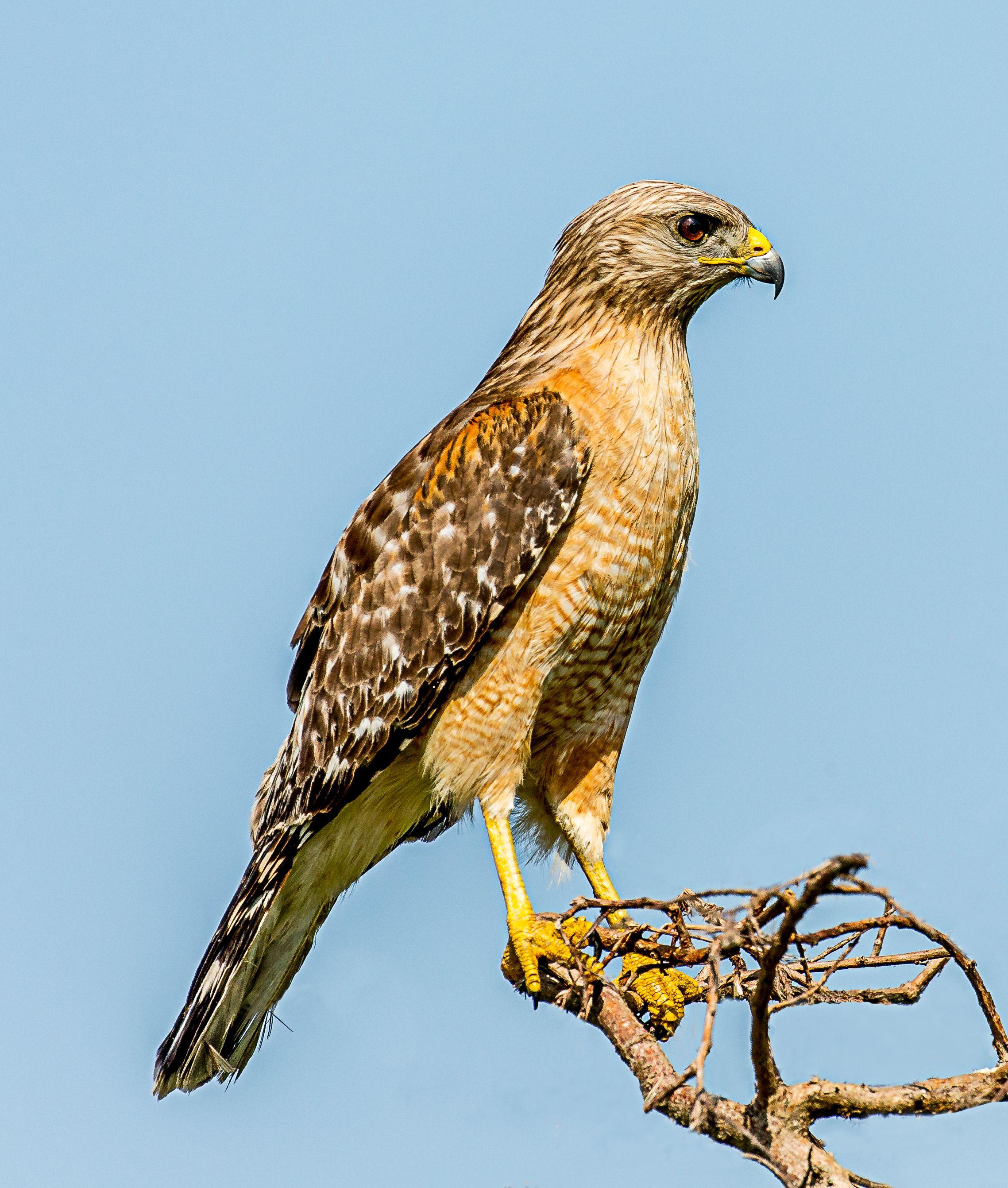 Red and White Hawk Logo - Red-shouldered hawk