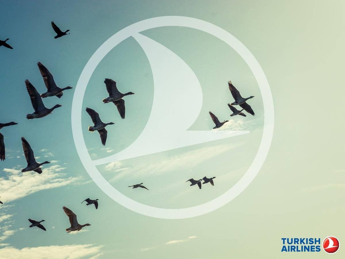 Green Bird Airline Logo - Turkish Airlines logo depicts the world's highest