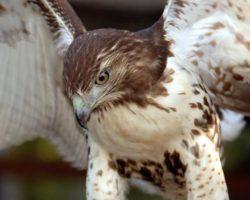 Red and White Hawk Logo - Common Birds of Alabama Birding Trails