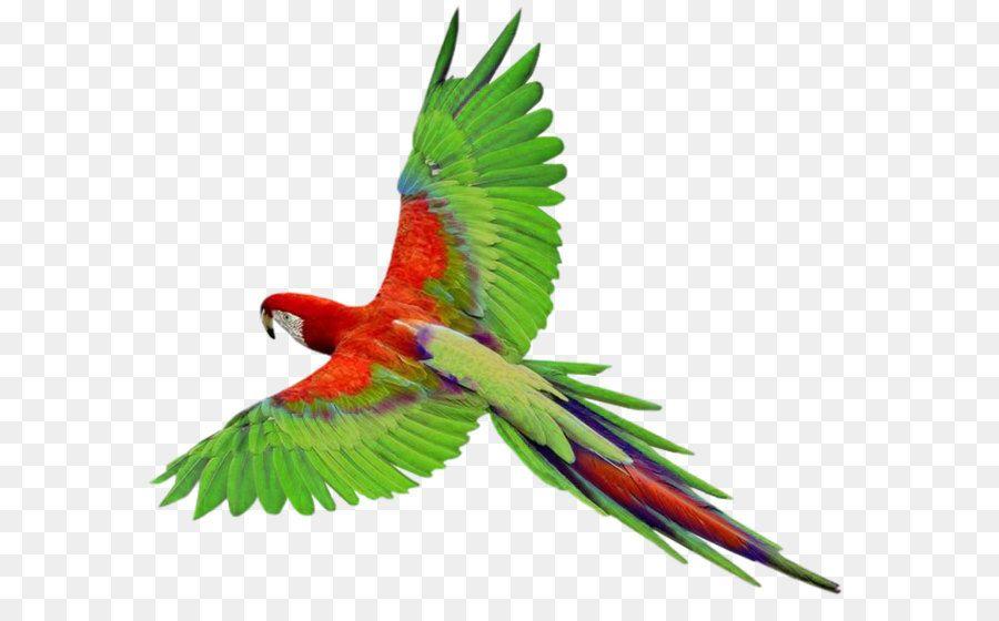 Green Bird Airline Logo - Bird flight Parrots green parrot PNG image, free download