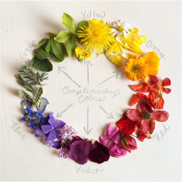 Color Wheel Flower Logo - Remarkable Design Flower Color Wheel Petals Element Vector Logo
