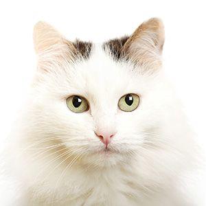 Black and White Cat Head Logo - A List of Different Breeds of Cats With Pin-worthy Pictures