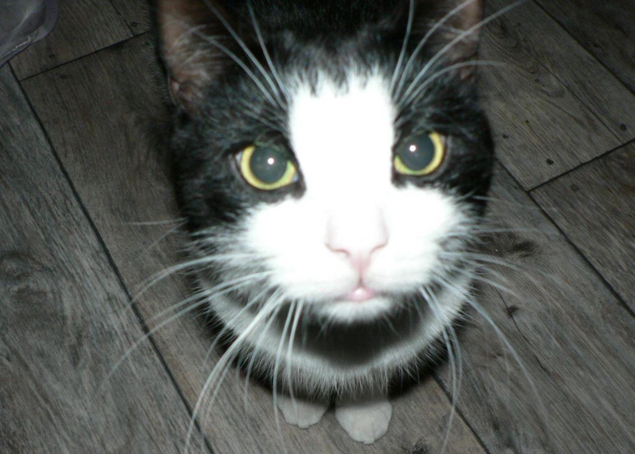Black and White Cat Head Logo - File:Black and white cat.jpg - Wikimedia Commons