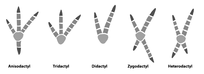 Owl Feet Logo - How to Draw Birds: Step by Step Instructions