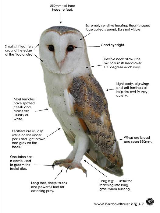 Owl Feet Logo - Barn Owl facts - All you need to know about Barn Owls