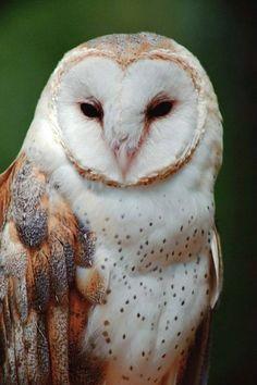 Owl Feet Logo - Best Everything Owls image. Barn owls, Animal logo, Logo